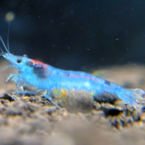 Temp image of our Blue Jelly Shrimp